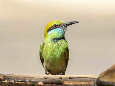BEE EATER