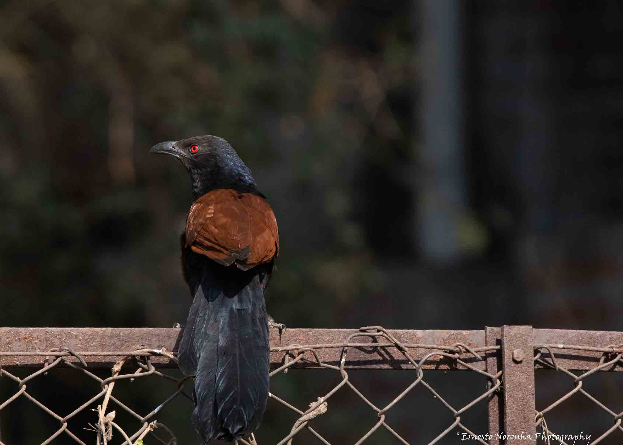 GREATER COUCAL