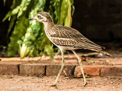 INDIAN THICK KNEE