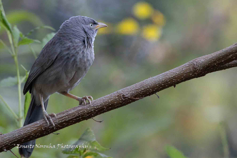 JUNGLE BABBLER