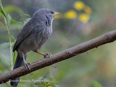 JUNGLE BABBLER