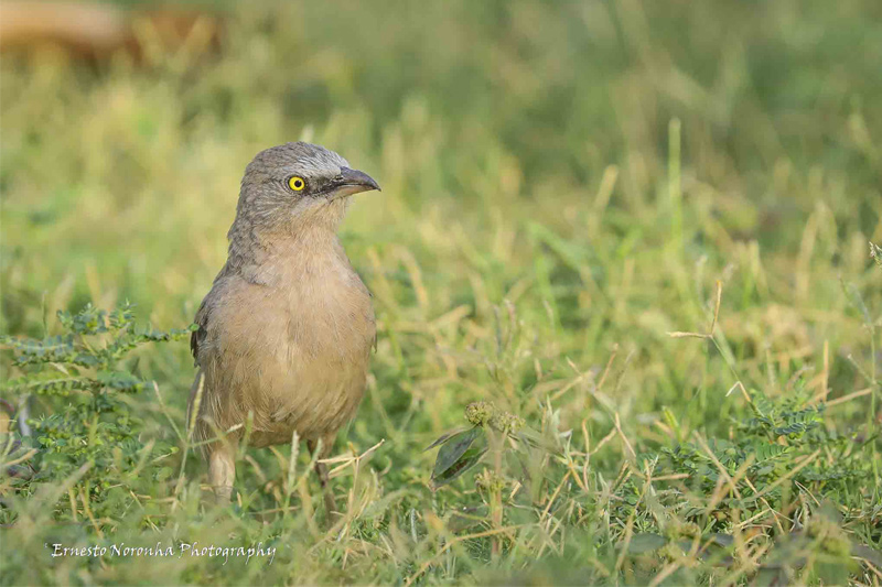 LARGE BABBLER