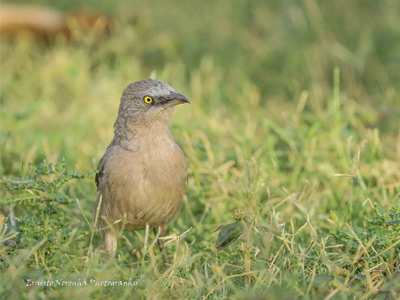 LARGE BABBLER
