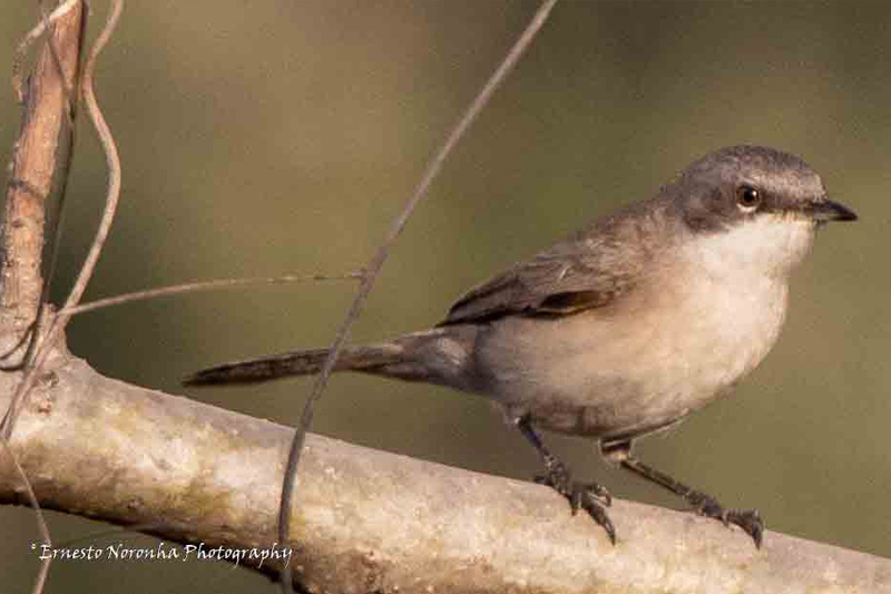 LESSER WHITETHROAT