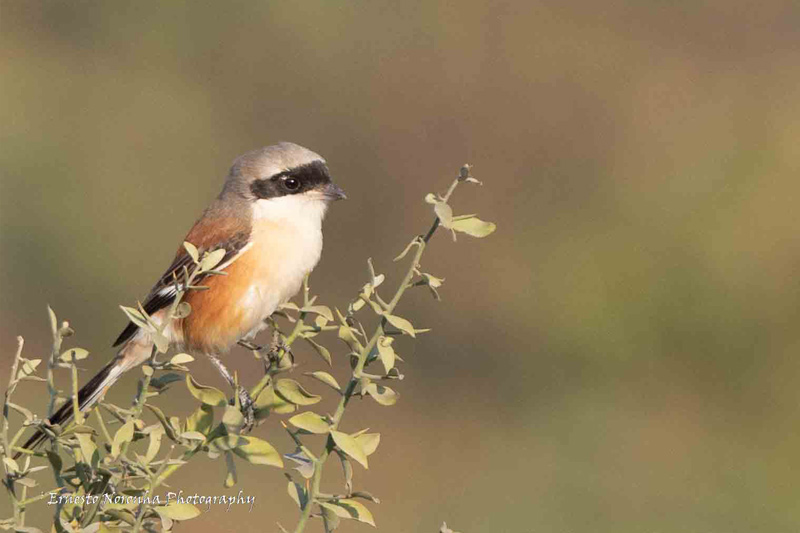 LONG TAILED SHRIKE