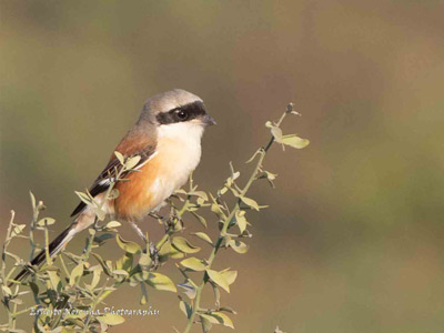 LONG TAILED SHRIKE
