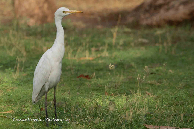NONBREEDING CATTLE EGRET