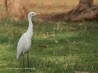 NONBREEDING CATTLE EGRET