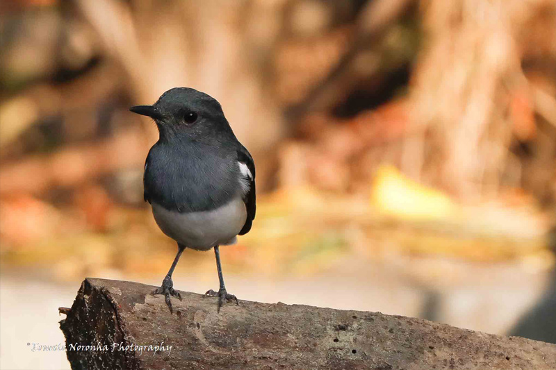 ORIENTAL MAGPIE ROBIN FEMALE