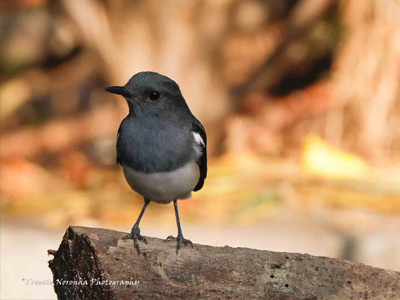 ORIENTAL MAGPIE ROBIN FEMALE