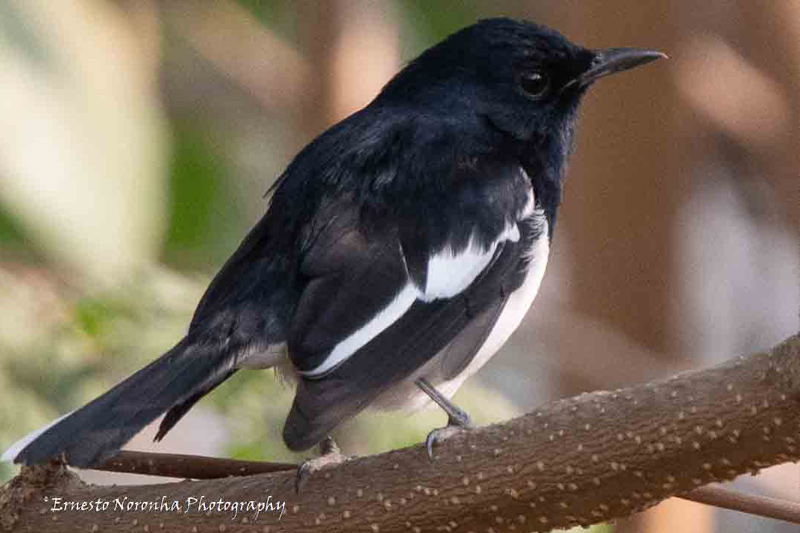 ORIENTAL MAGPIE ROBIN MALE