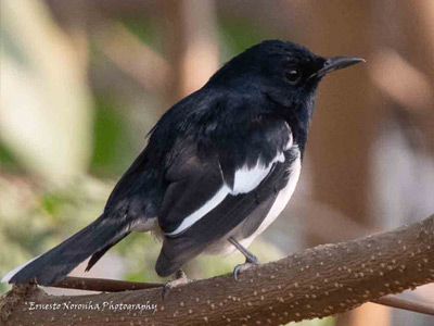 ORIENTAL MAGPIE ROBIN MALE