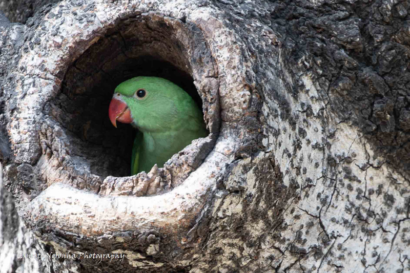 PARAKEET NEST