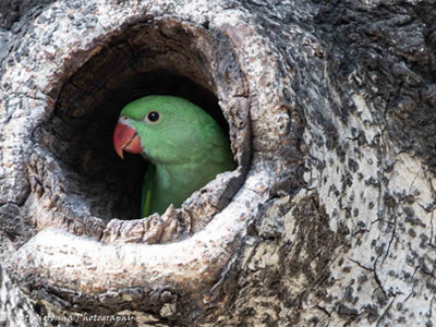 PARAKEET NEST