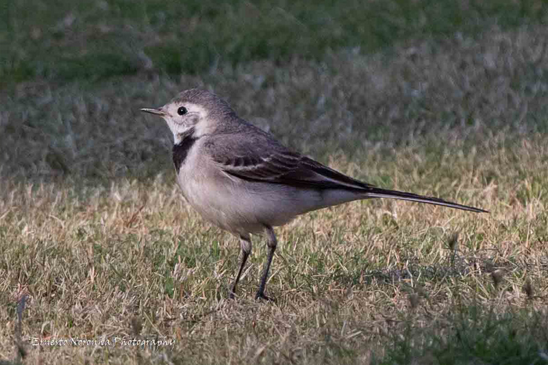 PIED WAGTAIL FEMALE