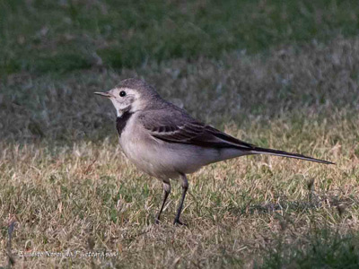 PIED WAGTAIL FEMALE