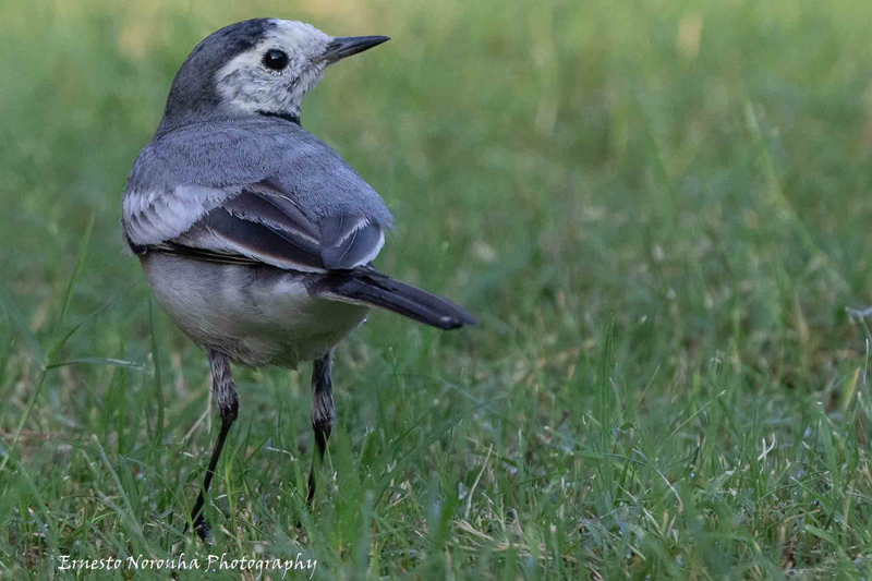 PIED WAGTAIL MALE