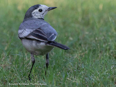 PIED WAGTAIL MALE