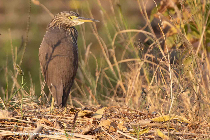 POND HERON