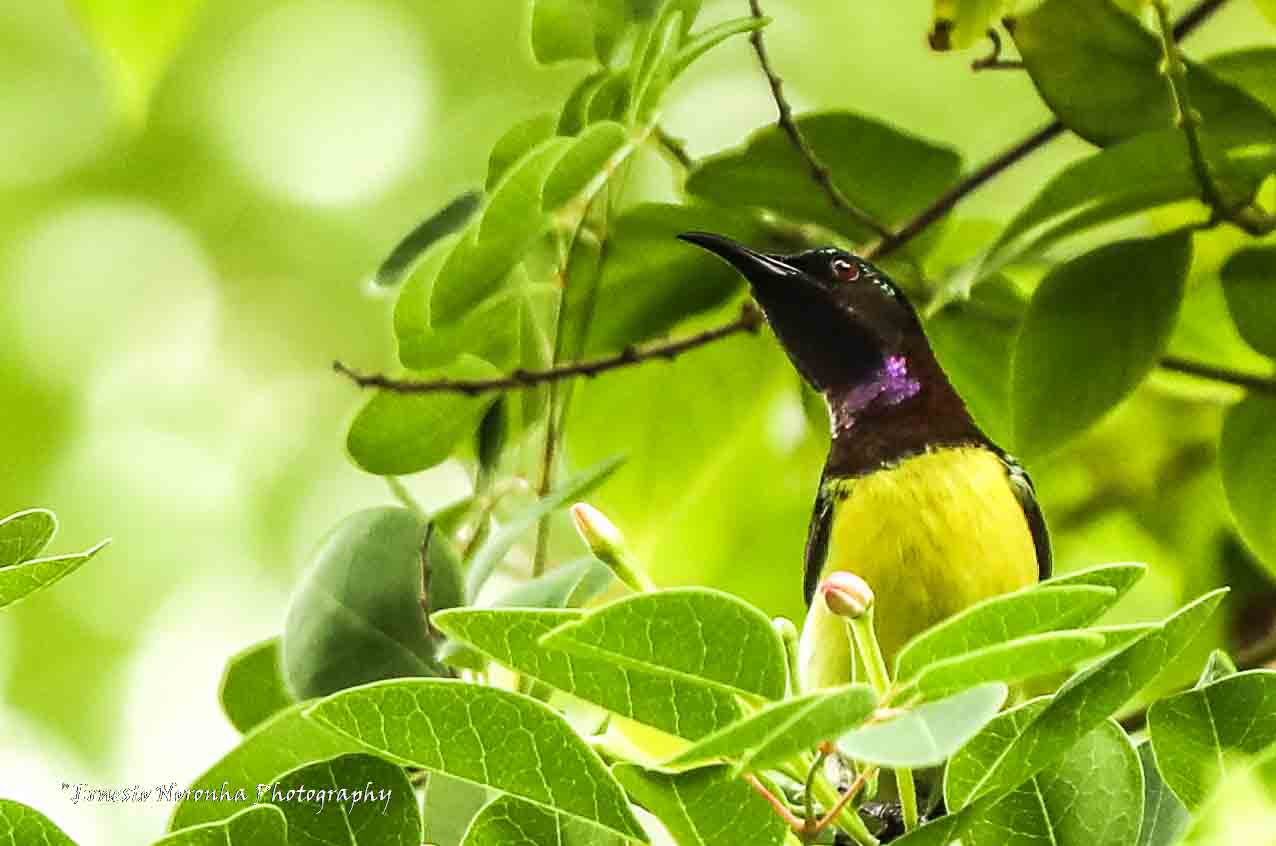 PURPLE-RUMPLED SUNBIRD