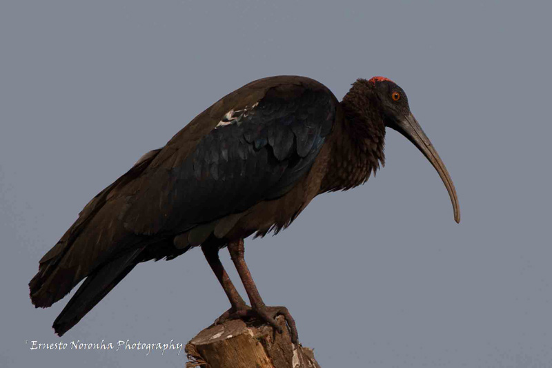 RED NAPED IBIS