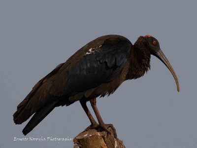 RED NAPED IBIS