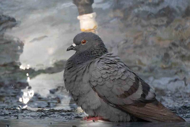 ROCK PIGEON