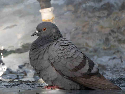 ROCK PIGEON