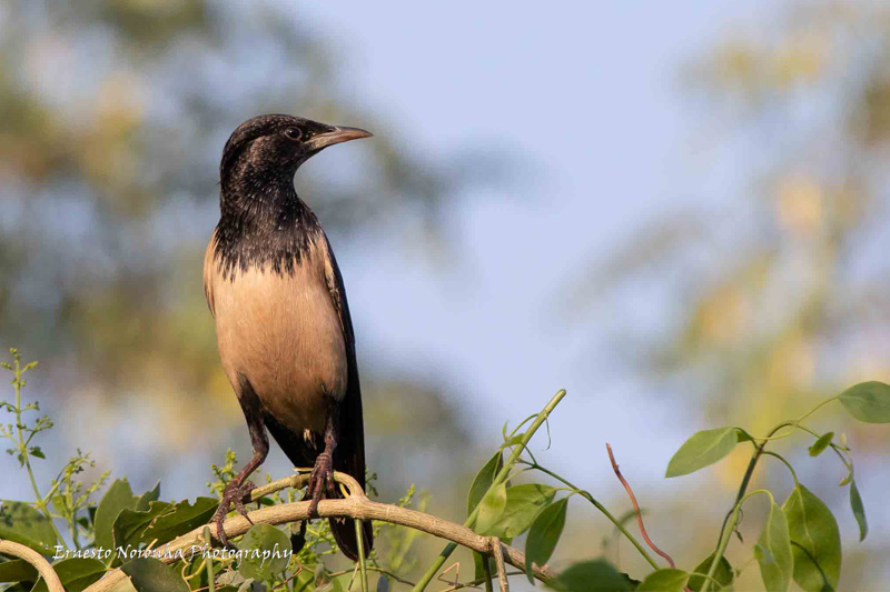 ROSY STARLING
