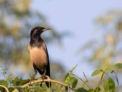 ROSY STARLING