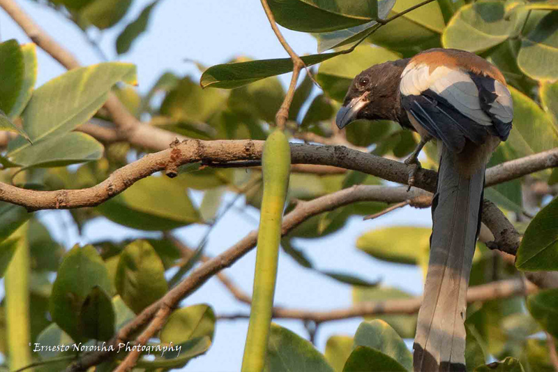 RUFOUS TREEPIE