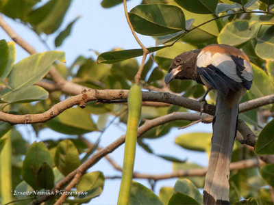 RUFOUS TREEPIE
