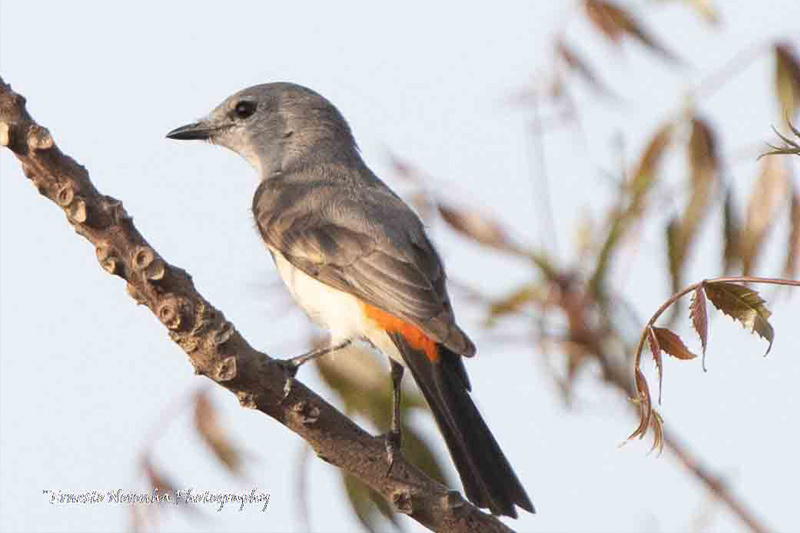 SMALL MINIVET FEMALE