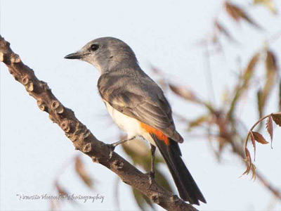 SMALL MINIVET FEMALE