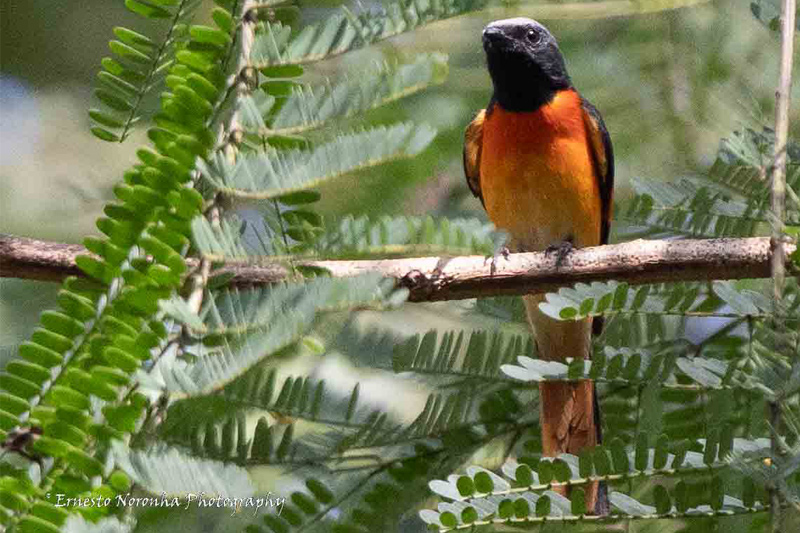 SMALL MINIVET