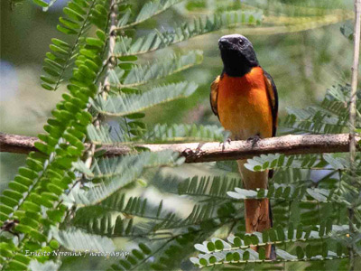 SMALL MINIVET
