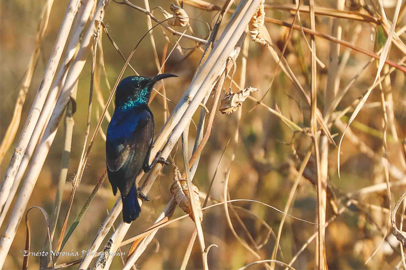 PURPLE SUNBIRD