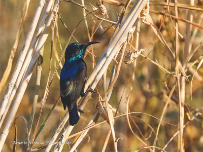 PURPLE SUNBIRD