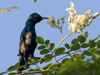SUNBIRD