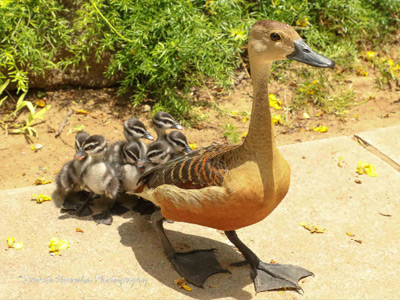 WHISTLING DUCK