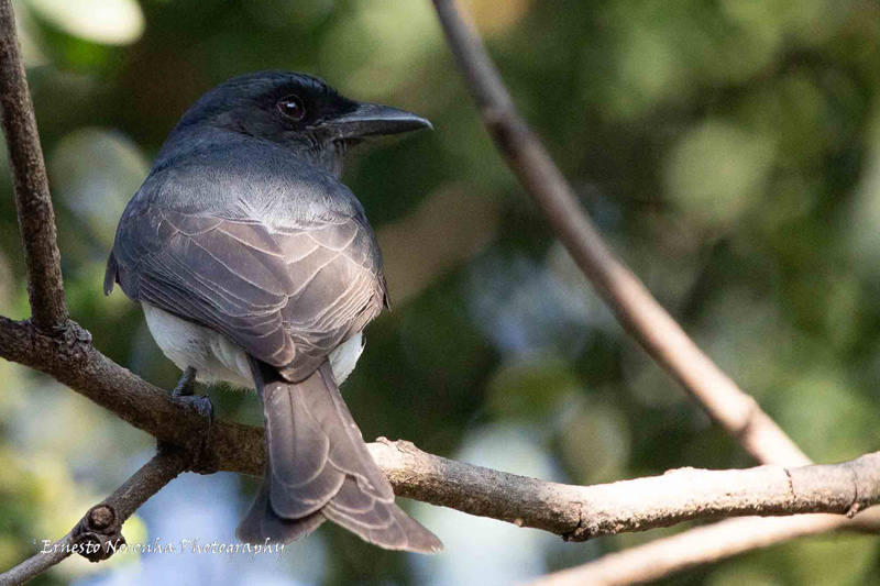 WHITE BELLIED DRONGO