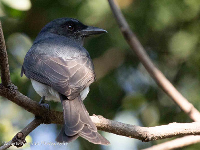 WHITE BELLIED DRONGO