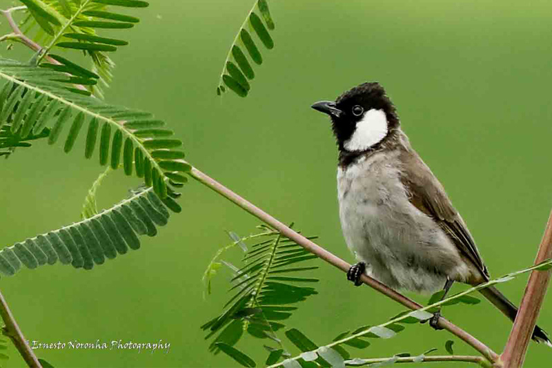 WHITE CHEEKED BULBUL