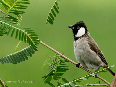 WHITE CHEEKED BULBUL