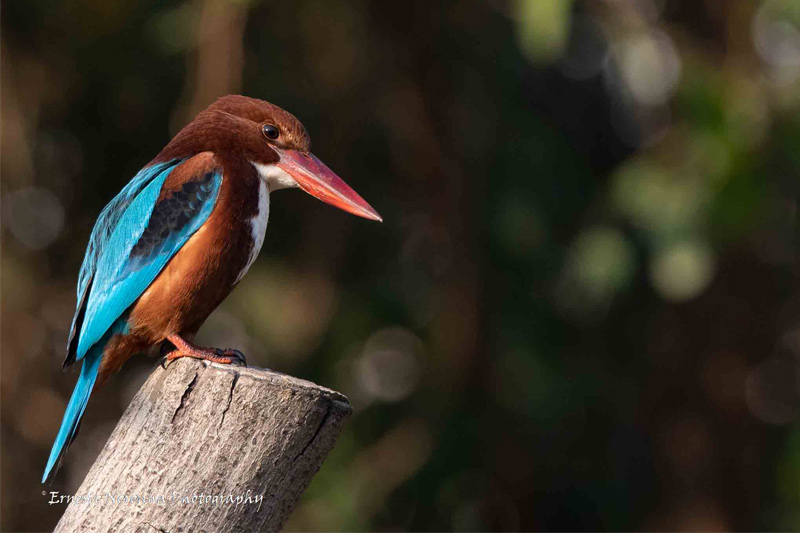 WHITE-THROATED KINGFISHER
