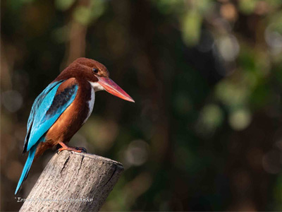 WHITE-THROATED KINGFISHER