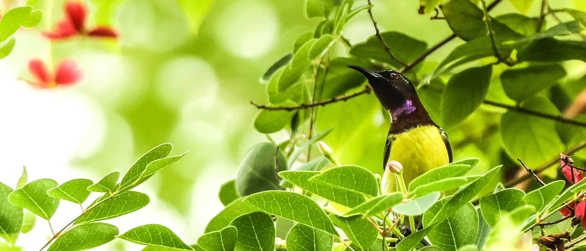 PURPLE-RUMPLED SUNBIRD