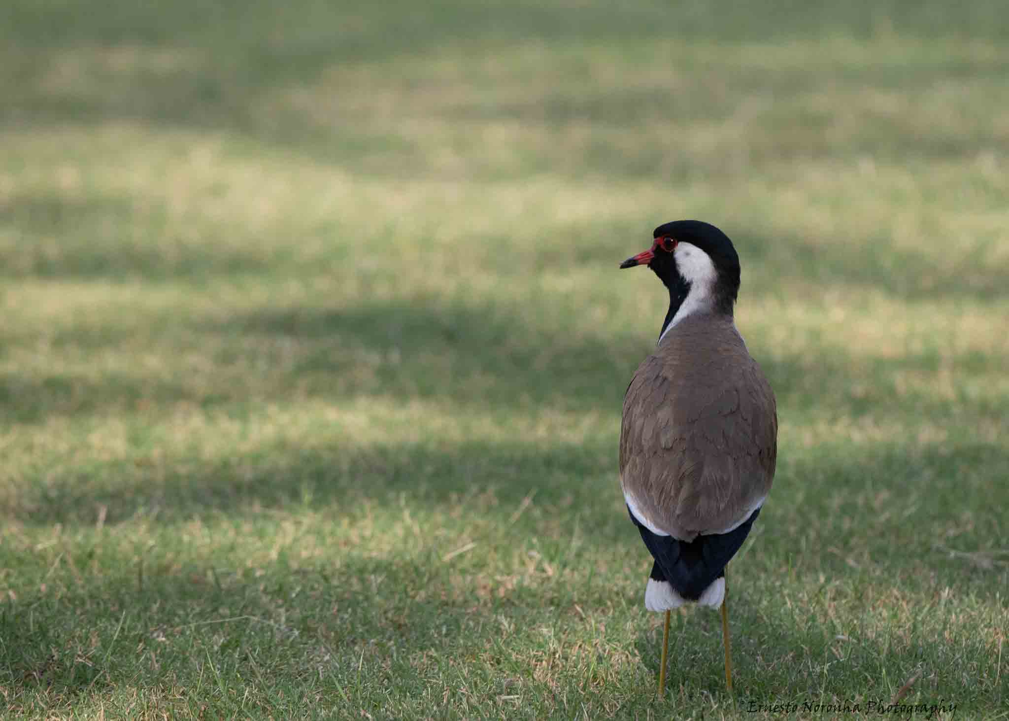 RED-WATTLED LAPWING