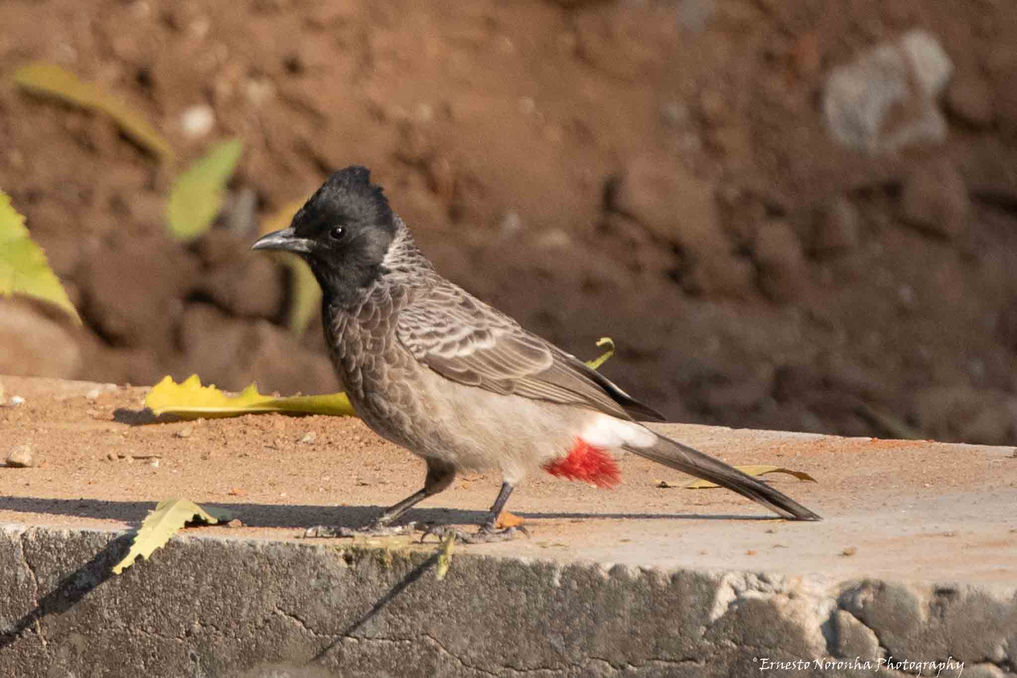 RED-VENTED BULBUL