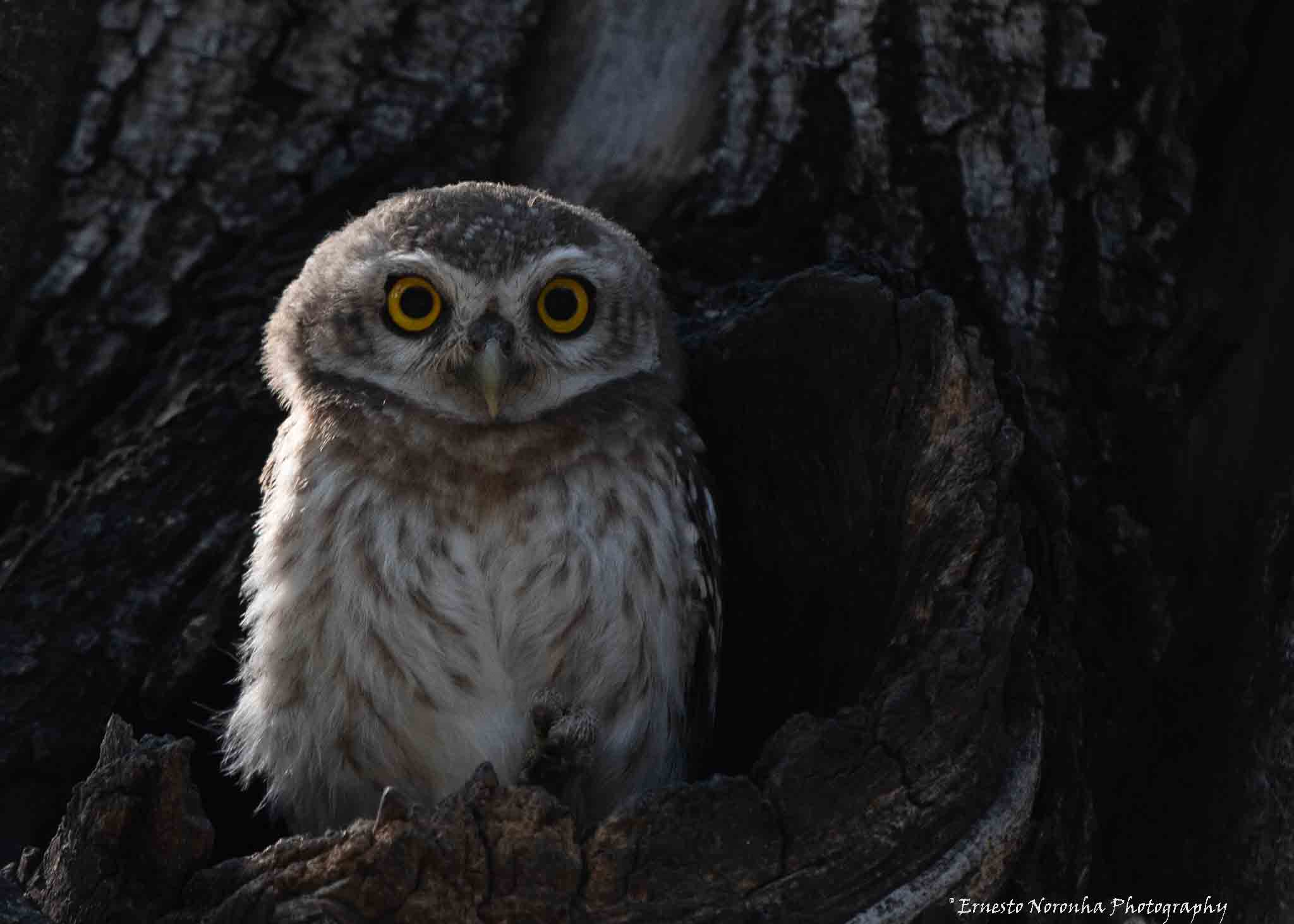 SPOTTED OWLET